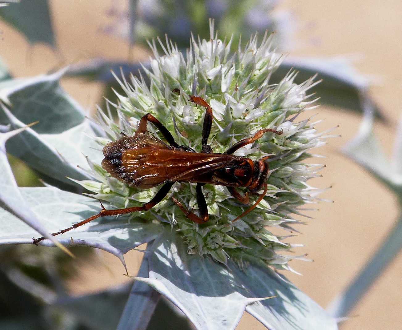 Cryptocheilus rubellus (Pompilidae)